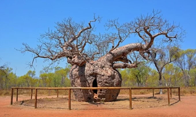 Cây bao báp ngàn năm tuổi ở Australia