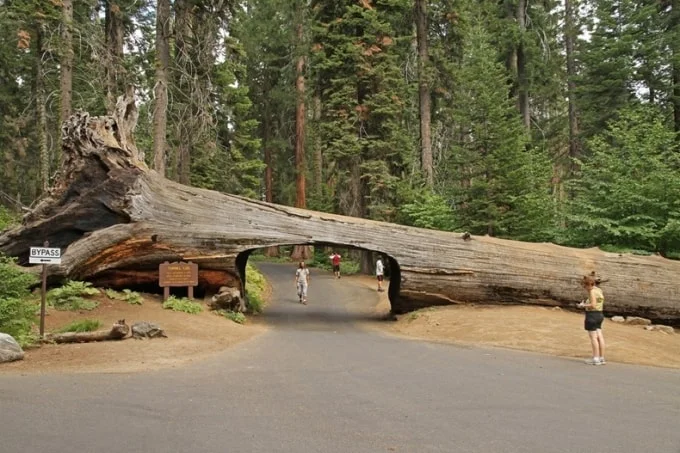 Đường hầm thông qua một thân cây khổng lồ ở Vườn quốc gia Sequoia - Mỹ