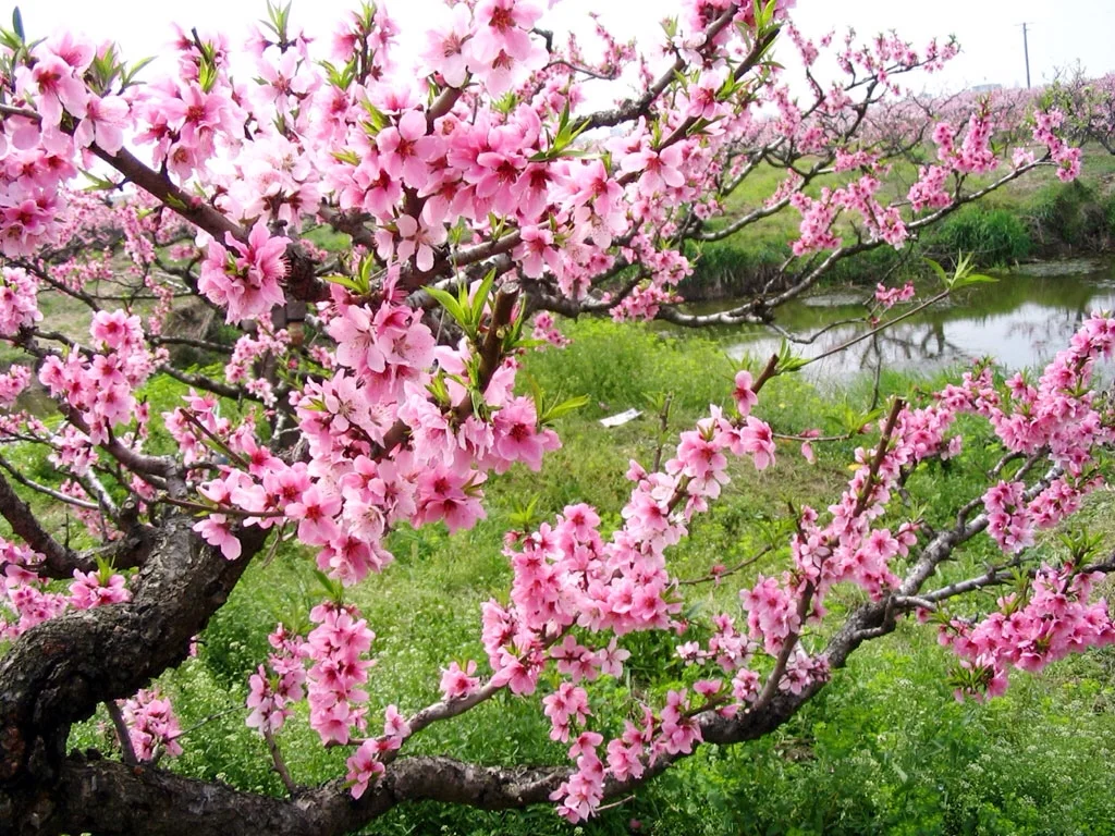 Khám phá những điều thú vị khi đi du lịch Sapa dịp tết