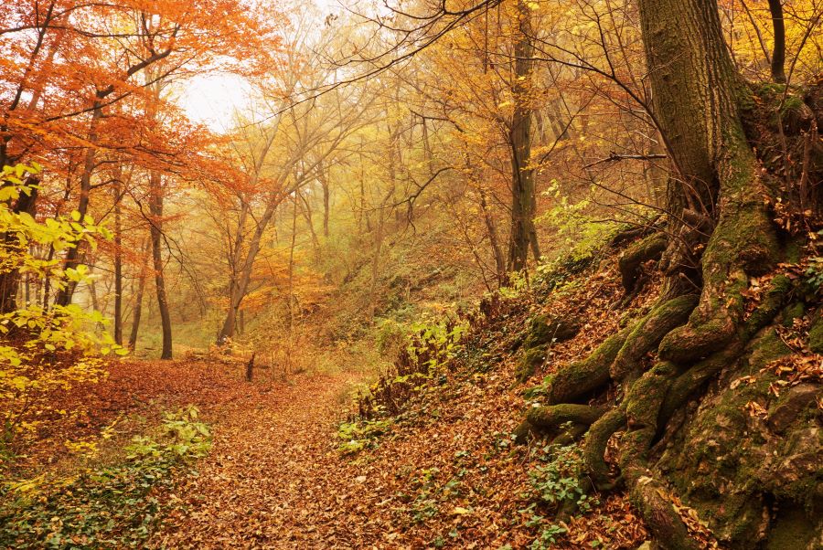 Ngẩn ngơ trước cảnh sắc mùa thu ở khu rừng cổ xưa nhất Châu Âu