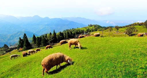Tham quan nông trại cừu Cingjing Farm – Đài Loan