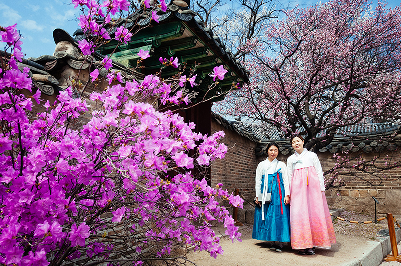 Phát cuồng với các điểm check-in tuyệt vời tại Hàn Quốc khi hoa Anh đào khoe sắc