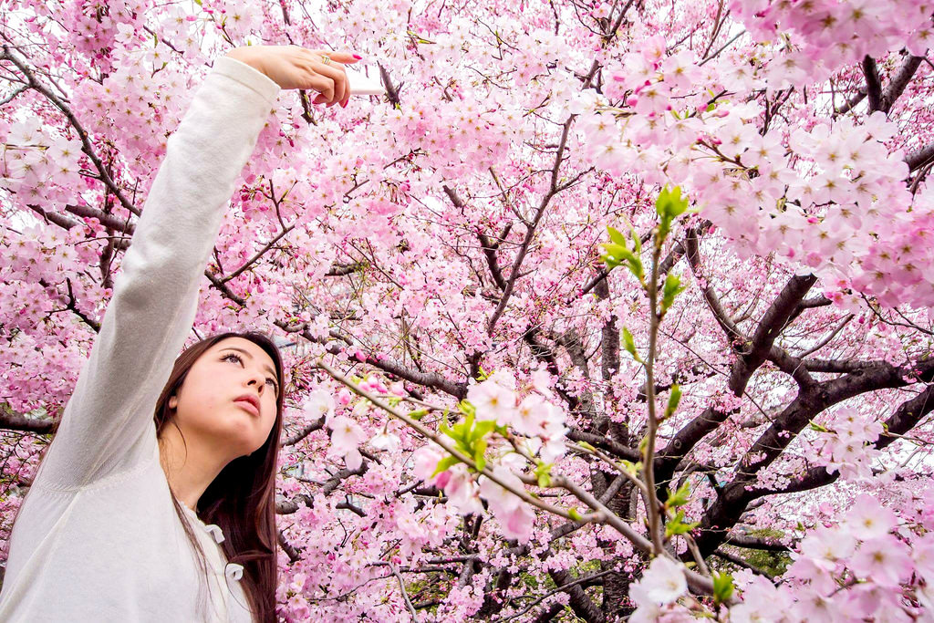 7 địa điểm ngắm hoa anh đào đầu mùa nổi tiếng ở Hàn Quốc