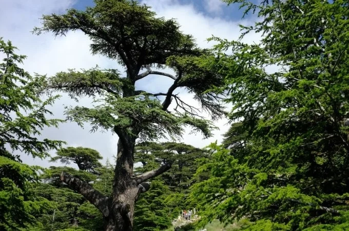 Rừng cây di sản Tuyết Tùng ở Lebanon