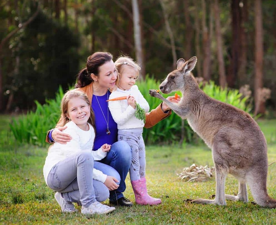 5 điểm đến để ngắm Kangaroo cho du khách đến du lịch Úc