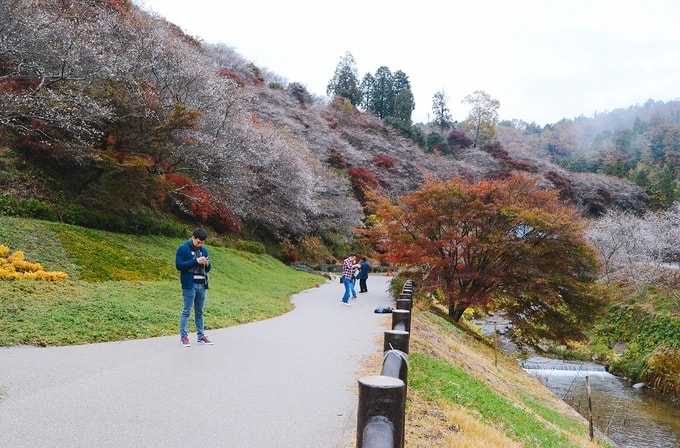 Nơi duy nhất có hoa anh đào nở muộn ở Nhật Bản