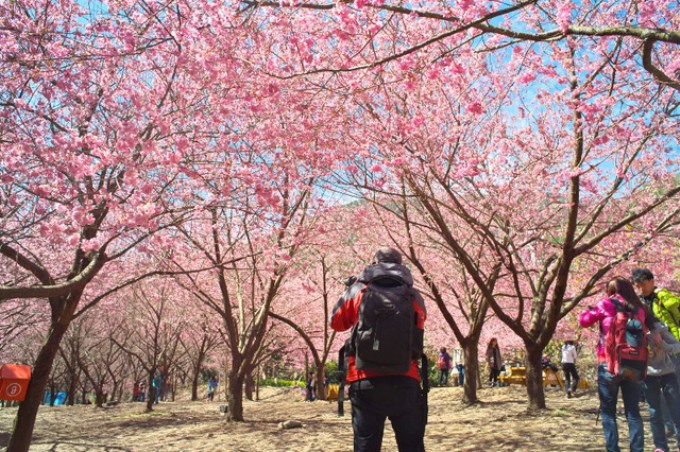 Mỗi năm hoa đào nở, lại thấy mùa xuân về