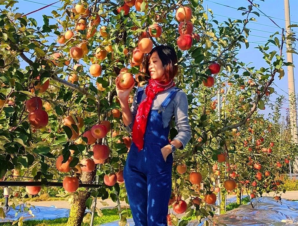 Kinh nghiệm hái táo tại vườn hữu ích cho du khách khi đến du lịch Hàn Quốc