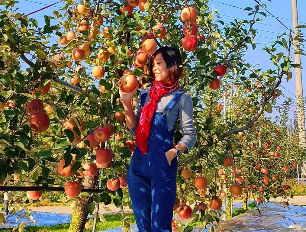 Kinh nghiệm hái táo tại vườn hữu ích cho du khách khi đến du lịch Hàn Quốc