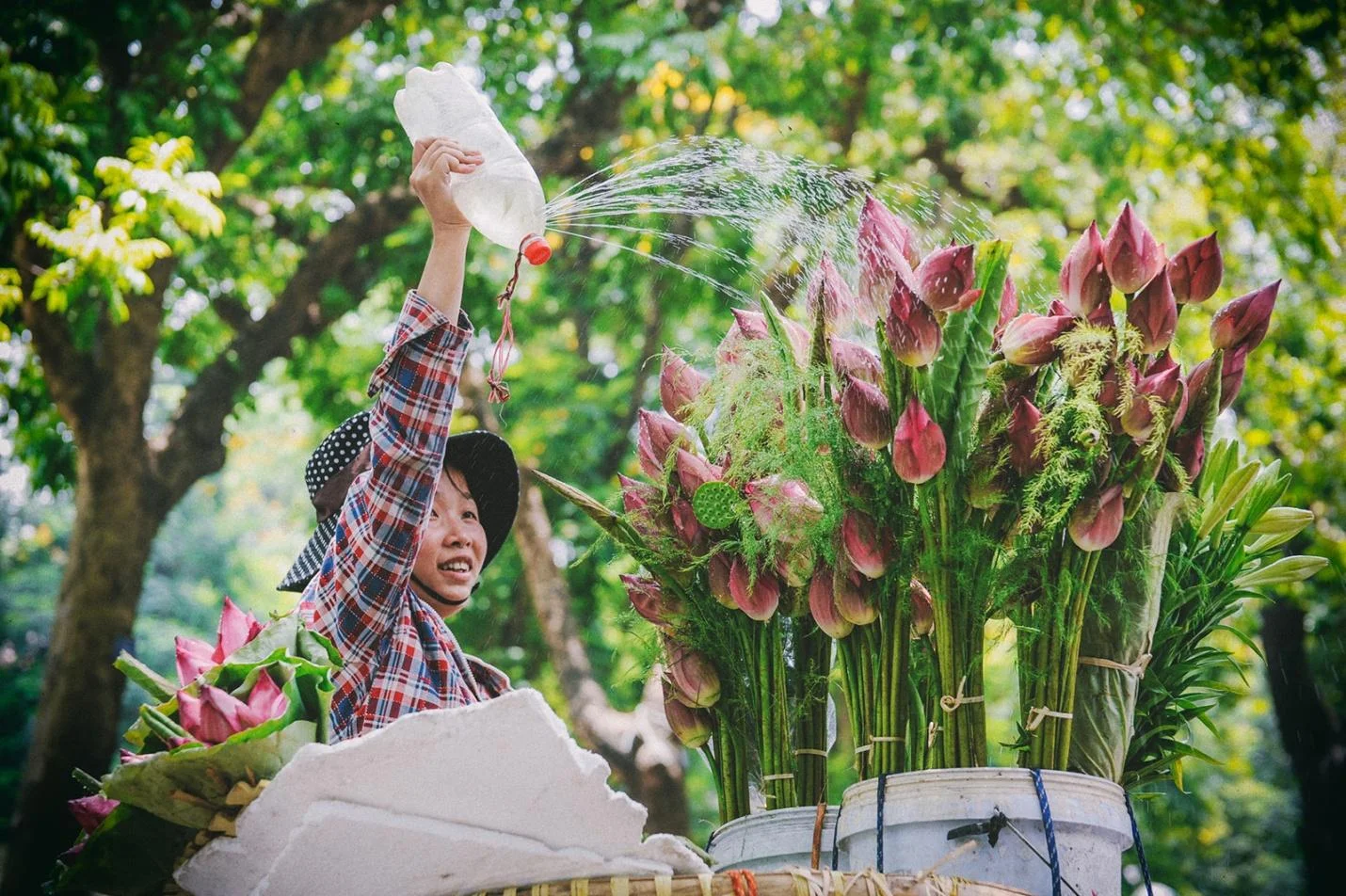 Có một mùa sen khoe sắc rực rỡ, gây thương nhớ ngay giữa lòng Hà Nội