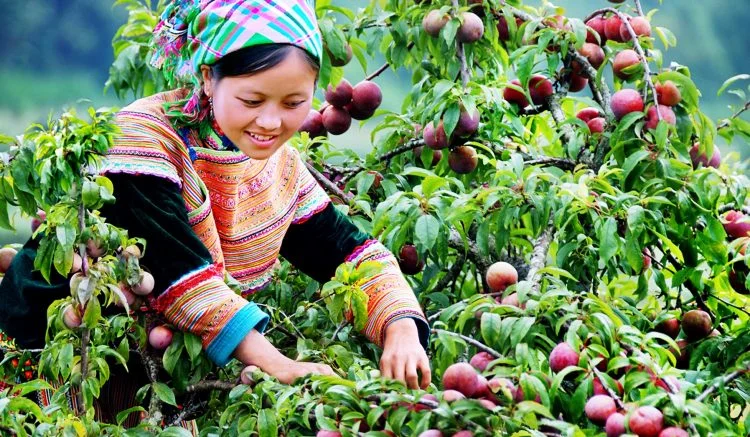 Tháng 5 hẹn nhau lên Lào Cai hái mận Tam Hoa đang độ chín tới