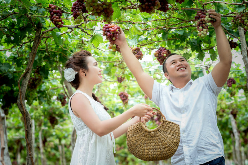 Lễ hội Nho và Vang Ninh Thuận 2019 làm say lòng khách du lịch