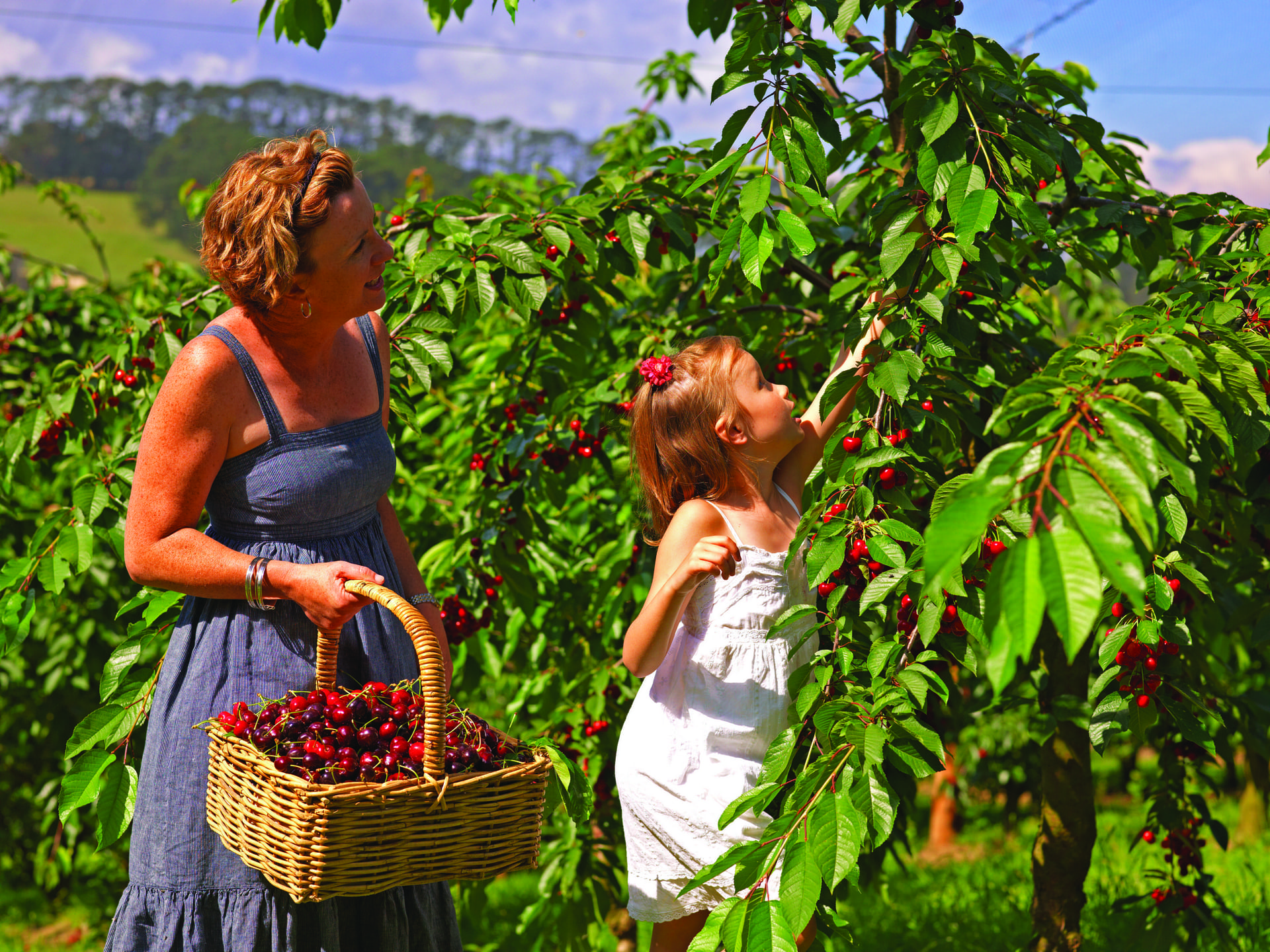 Du lịch Úc: Khám phá 5 nông trại hái quả cherry ngay trong dịp hè