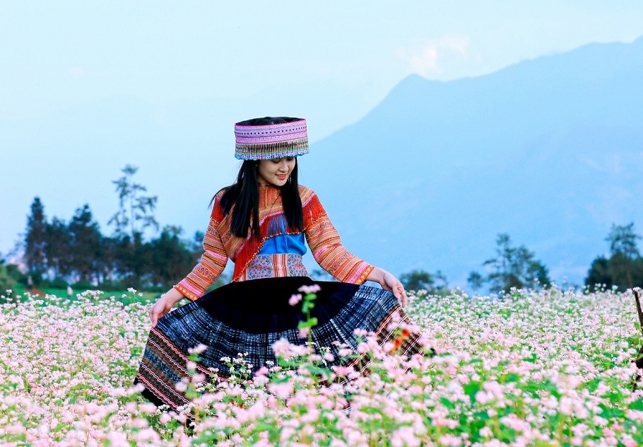 Du lịch Tây Bắc ngất ngây với mùa hoa tam giác mạch nở rộ khắp Hà Giang