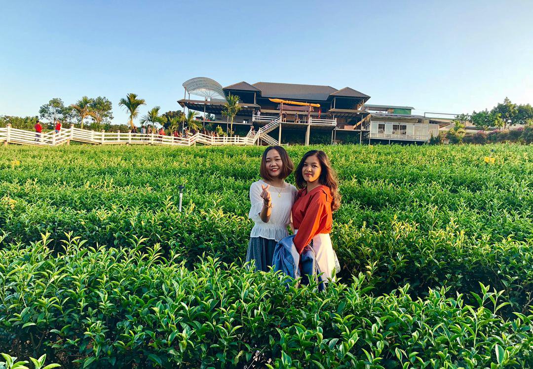 Long Đỉnh Organic Tea Farm - Ốc đảo trà xanh đẹp như phim Hàn gần ngay Đà Lạt