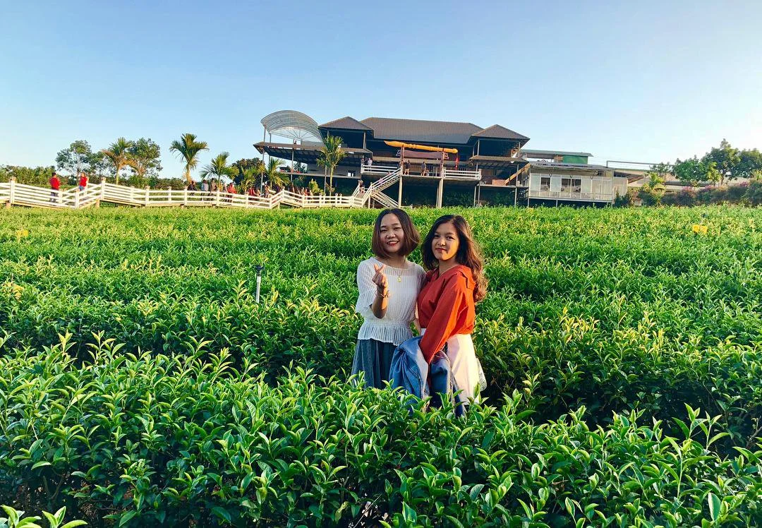 Long Đỉnh Organic Tea Farm - Ốc đảo trà xanh đẹp như phim Hàn gần ngay Đà Lạt