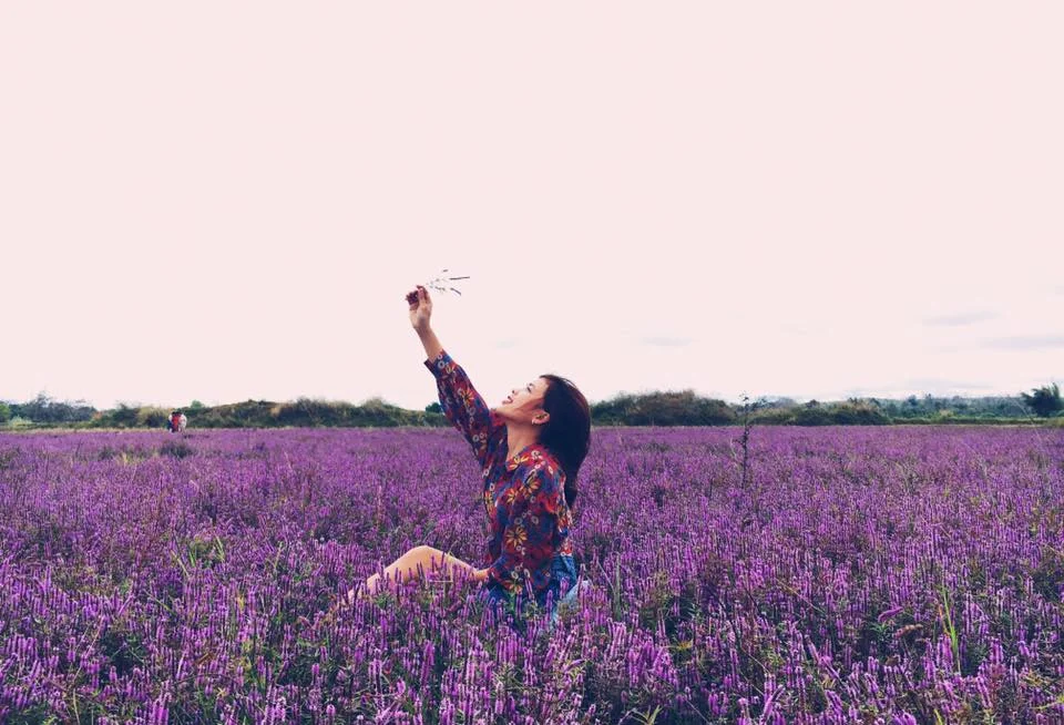 Cánh đồng hoa Lavender Đà Lạt và câu chuyện tình yêu huyền thoại