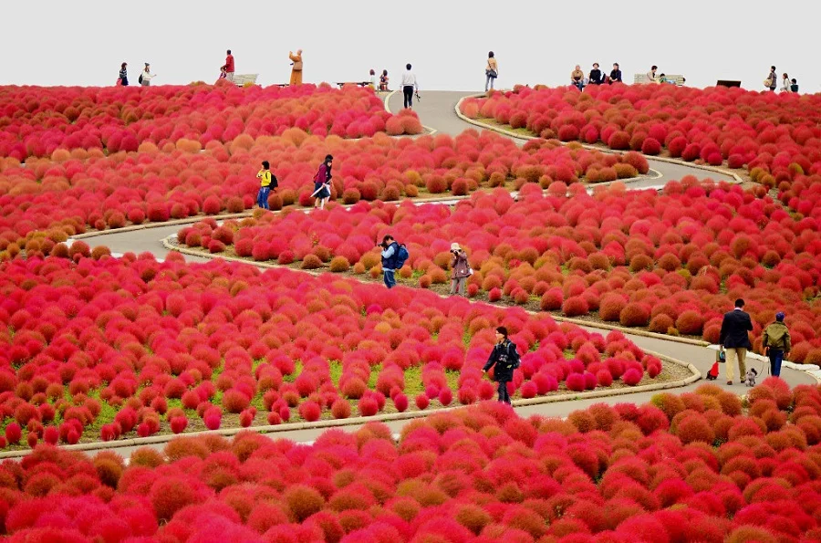 Khám phá ngọn đồi cỏ Kochia đỏ rực ở Nhật Bản đẹp như cổ tích