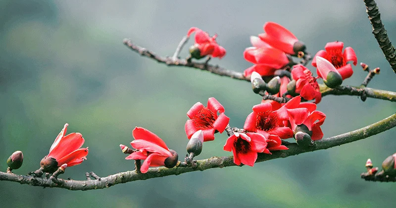 Đỏ rực góc trời Hà Nội mùa hoa gạo tháng 3