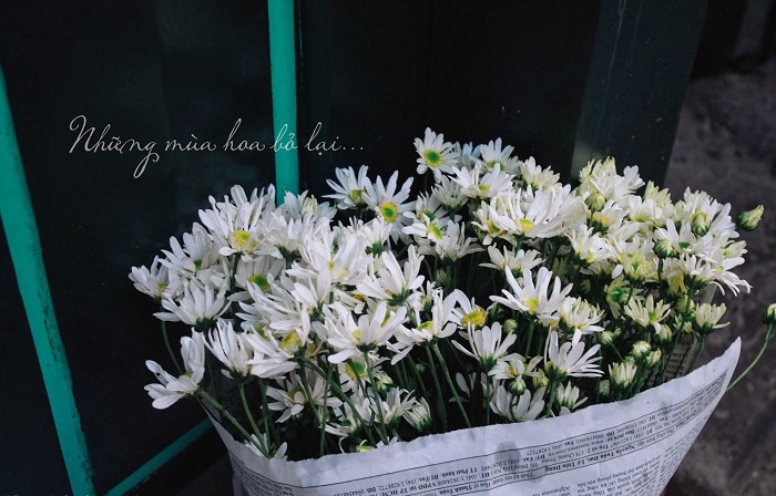 Thổn thức với mùa hoa Cúc Hoạ Mi Hà Nội