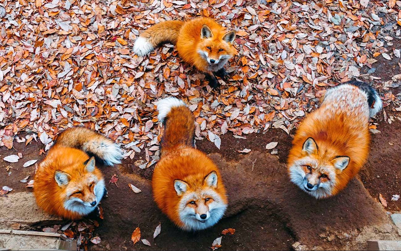 Du lịch Nhật Bản khám phá địa điểm thú vị với các loài động vật ngự trị