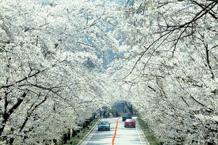 Du lịch Hàn Quốc ngắm hoa Anh đào