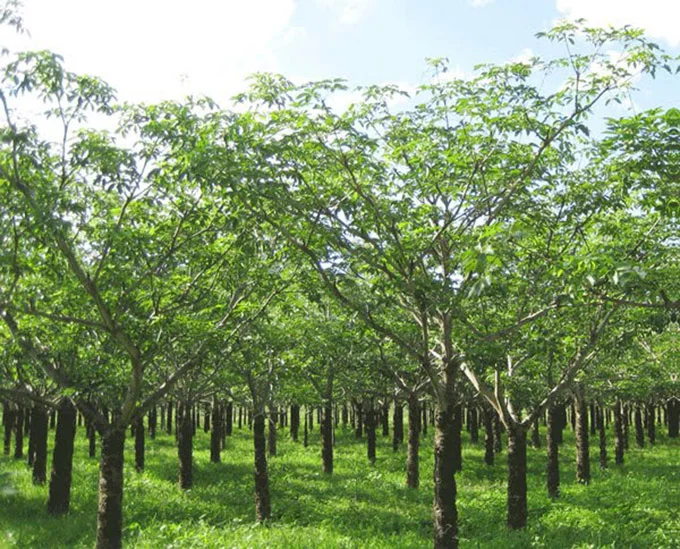 Cây Trôm – Đặc sản quý giá ở vùng đất Ninh Thuận