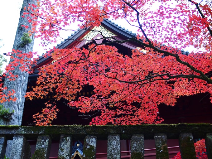 Địa điểm ngắm lá đỏ tuyệt đẹp ở Nhật Bản