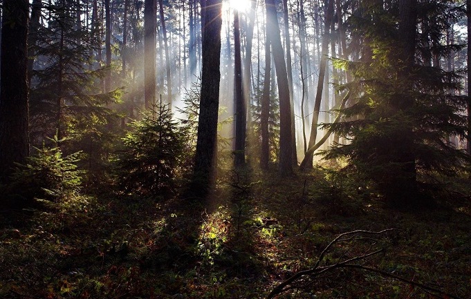 Top 10 địa điểm đẹp trong khu rừng Đen - Đức