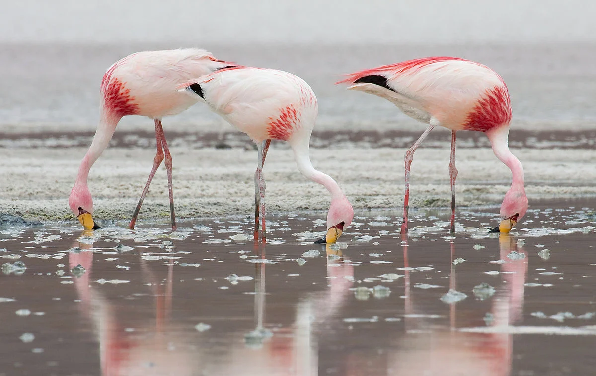 Khám phá đầm lầy nước mặn Camargue ở Pháp