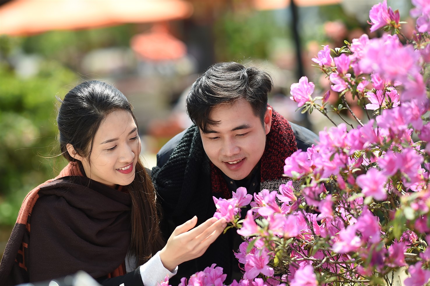 Tháng 4 về, cùng nắm tay nhau lên Sa Pa trẩy hội, ngắm hoa đỗ quyên nở