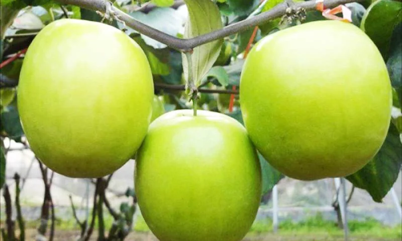 Vài suy nghĩ về đặc sản Táo xanh Ninh Thuận