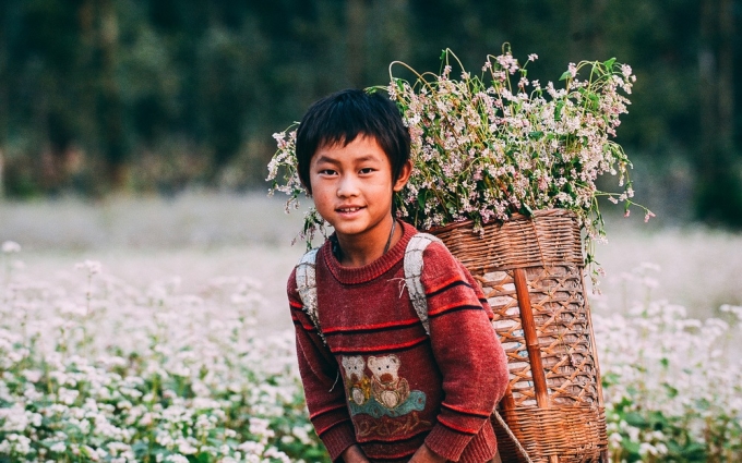 Đắm mình cùng mùa hoa Tam Giác Mạch ở Hà Giang mỗi khi tháng 10 về