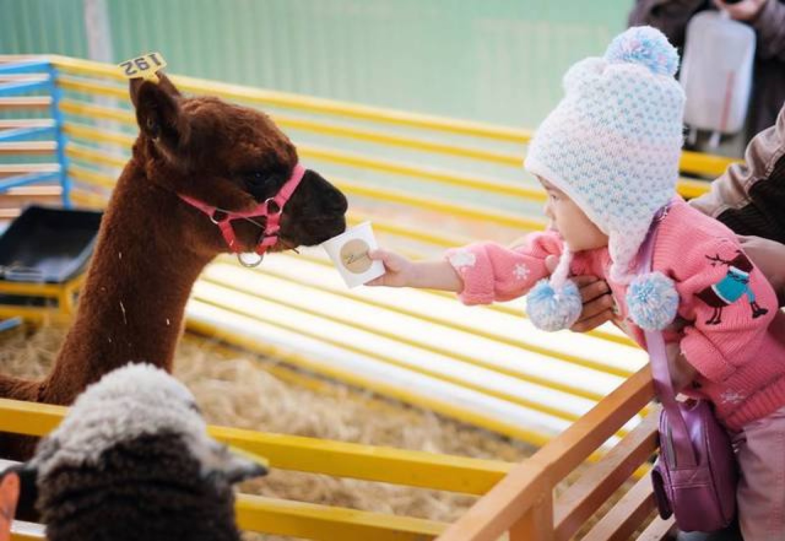 Quán cà phê kết hợp với sở thú theo phong cách châu Úc độc đáo ở Đà Lạt