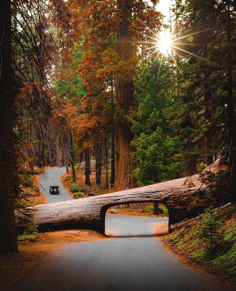 Khám phá rừng cây cổ thụ lớn nhất tại Mỹ