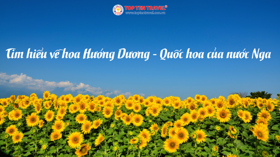 Tìm hiểu về hoa Hướng Dương - Quốc hoa của nước Nga