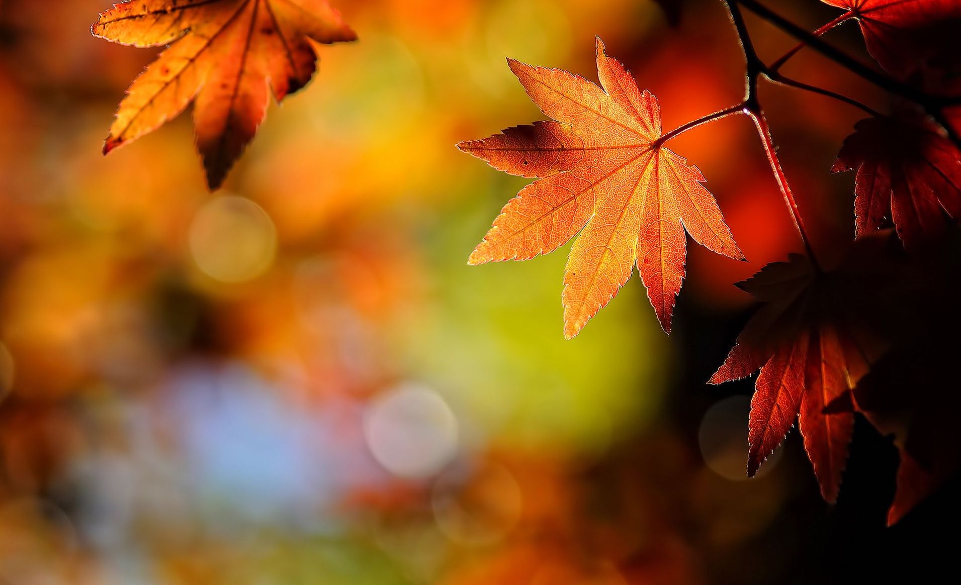 Du lịch Đài Loan ngắm mùa thu thay lá