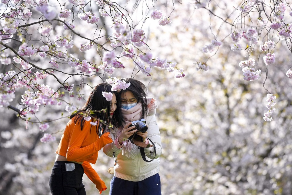 Hoa anh đào đua nhau khoe sắc khắp thế giới