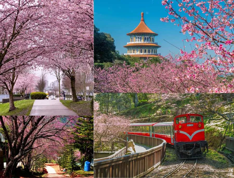 Ngắm nhìn khung cảnh rực rỡ của Đài Loan mùa hoa anh đào