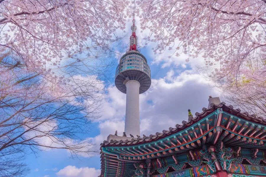 Tháp Namsan mùa xuân - Một bức tranh tuyệt đẹp tại Hàn Quốc