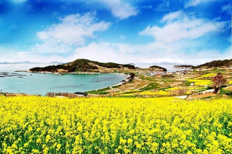 Đảo Cheongsando Hàn Quốc có gì thú vị?