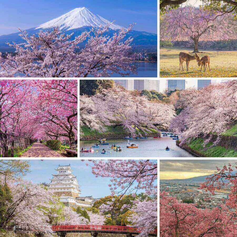 Top 5 địa điểm ngắm hoa anh đào đầu mùa tại Nhật Bản