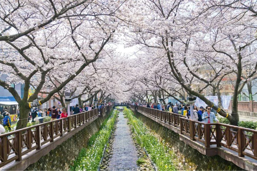 Suối Yeojwa - Điểm đến lý tưởng cho chuyến du lịch Hàn Quốc mùa xuân