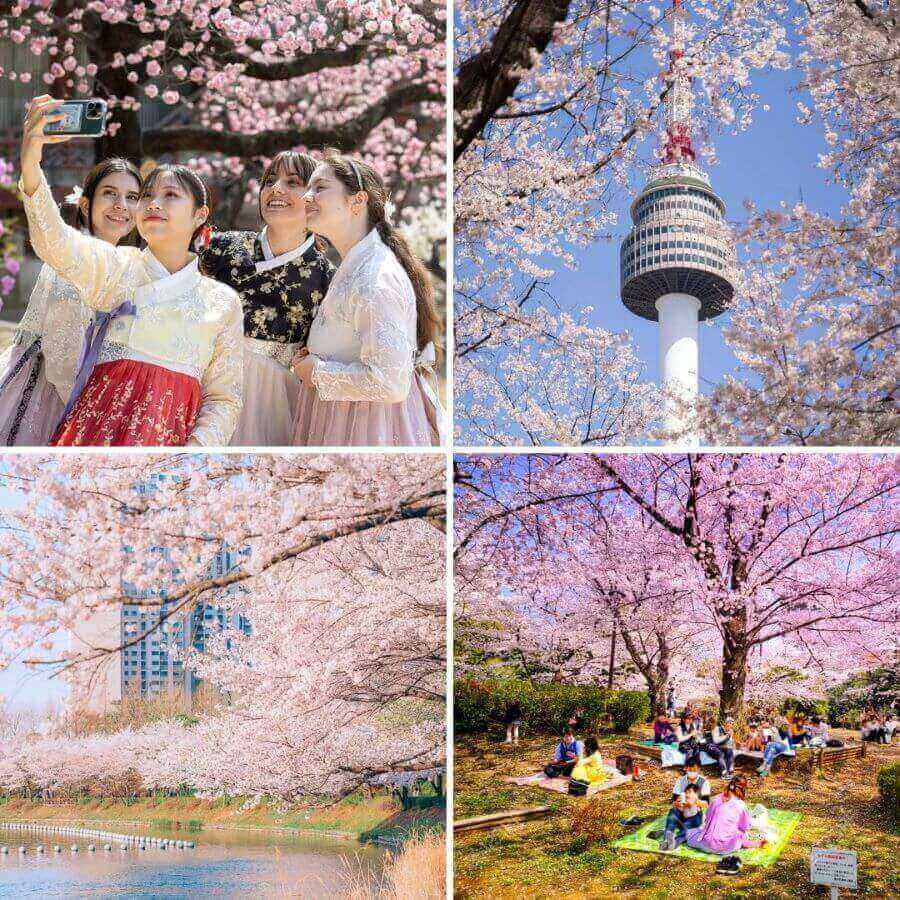 Du lịch Seoul ngắm hoa anh đào ở đâu?