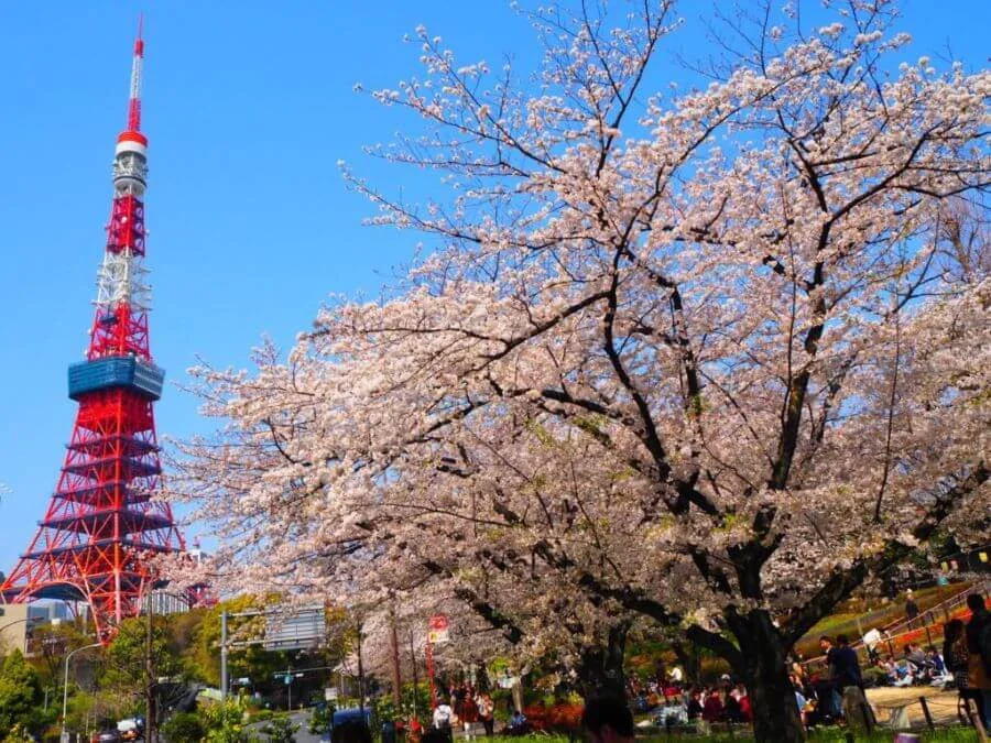 Gợi ý 9 địa điểm ngắm hoa anh đào siêu đẹp quanh Tokyo