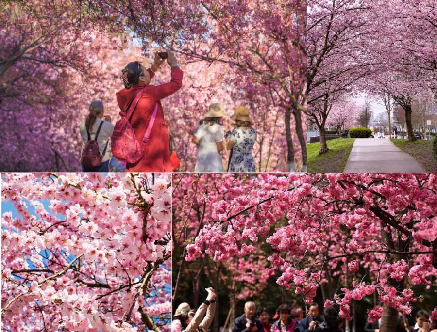 Trung Quốc có hoa anh đào không?