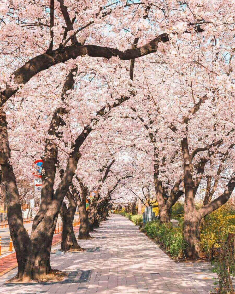 Công viên Yeouido - Điểm ngắm hoa anh đào lãng mạn giữa lòng Seoul