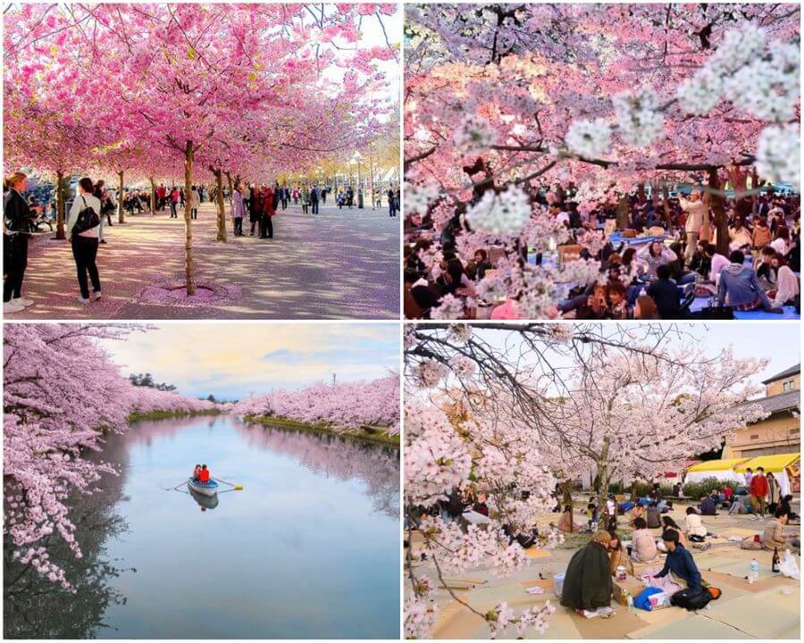 Hanami - Lễ hội hoa anh đào độc đáo chỉ có tại Nhật Bản