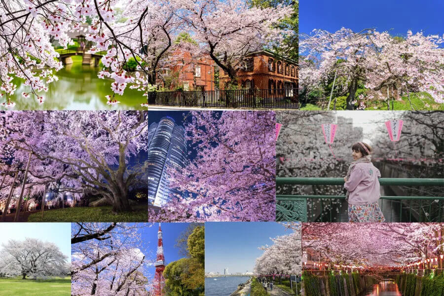 Du lịch Tokyo với 10 địa điểm ngắm hoa anh đào mùa xuân rực rỡ