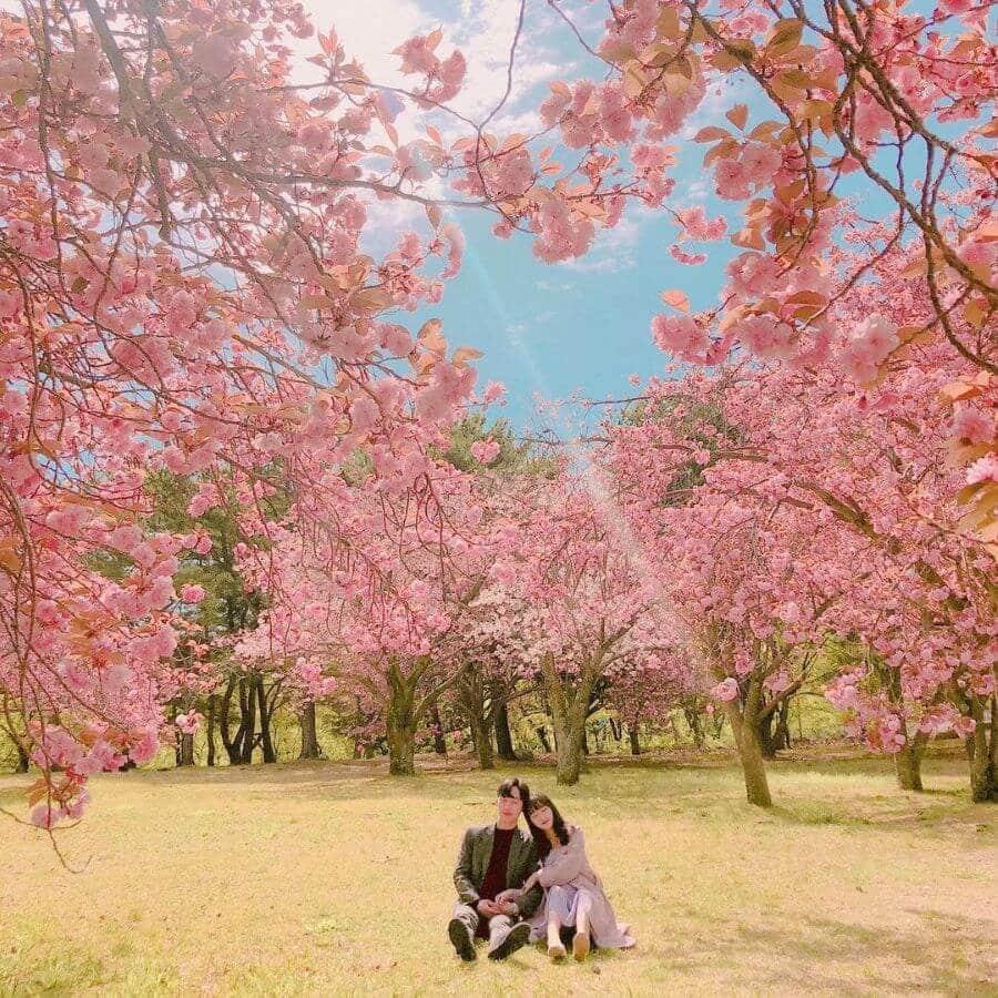 Lưu ngay 5 địa điểm ngắm anh đào nở sớm tại Hàn Quốc